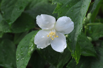 jasmine flowers in drops of dew