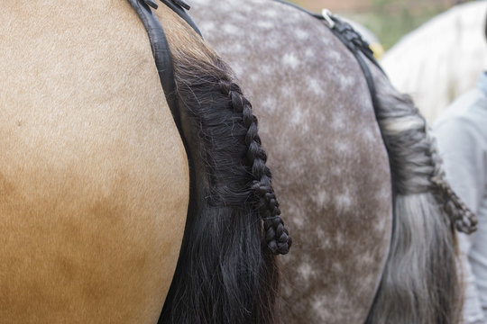 Colas trenzadas de caballos espa&ntilde;oles