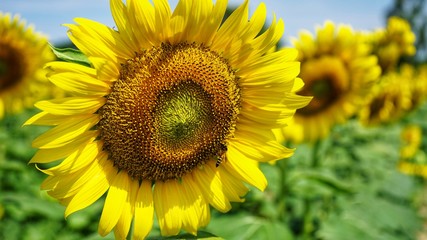 sunflower in the field