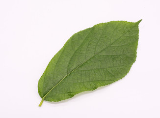 Green leaf on white background