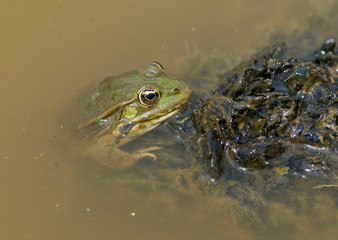 Green frog floating
