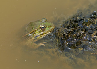 Green frog floating