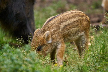 Wild hogs rooting for food