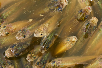 Prussian carp juveniles