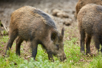 Juvenile wild hogs