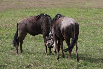 Great Migration Serengeti, Wildebeest bulls fighting. Tanzania, Africa