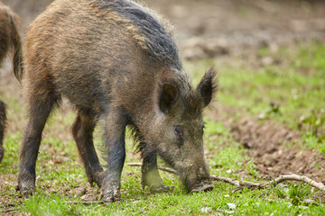 Juvenile wild hogs