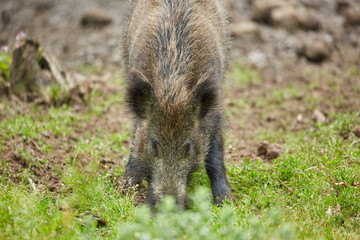 Juvenile wild hogs