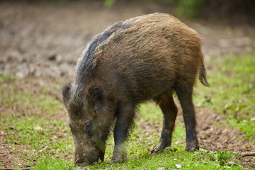 Juvenile wild hogs