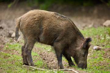 Juvenile wild hogs