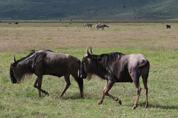 Great Migration Serengeti, Wildebeest bulls fighting. Tanzania, Africa