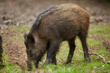 Juvenile wild hogs