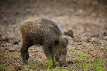 Juvenile wild hogs