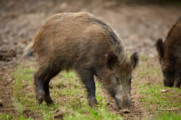 Juvenile wild hogs