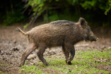 Juvenile wild hogs