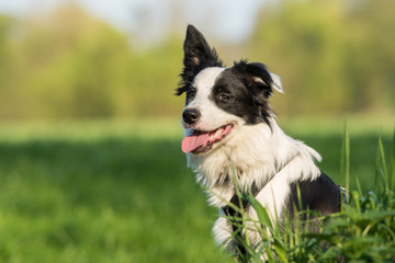 Fototapeta premium Young border collie sitting in a meadow