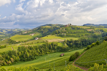 Obraz premium Vineyards springtime panorama. Color image