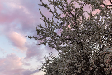 a copy space with a blooming plum tree