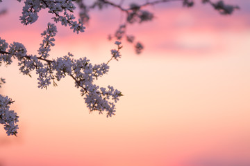 a copy space with a blooming plum tree