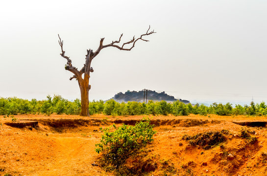 Single tree without leaves on a sky background at sunset or sunrise