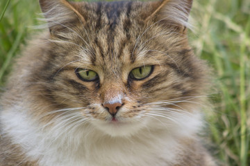 Naklejka na ściany i meble Close-up portrait of a cat with green eyes on meadow.
