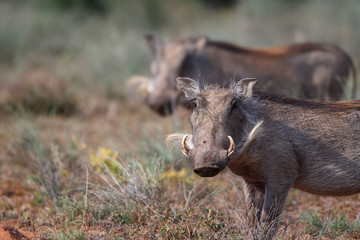 Warthog