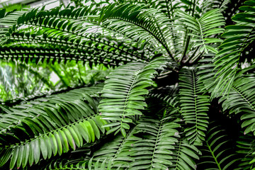 abstract pattern with green leaf close up in greenhouse