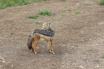 Jackal looking for food, Serengetig, Savannah, Tanzania, Africa