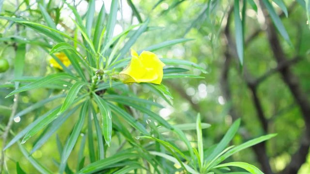 Yellow oleander Lucky nut.