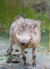 Warthog at the Zoo