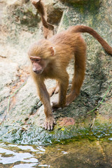 Baby Baboon in the Zoo