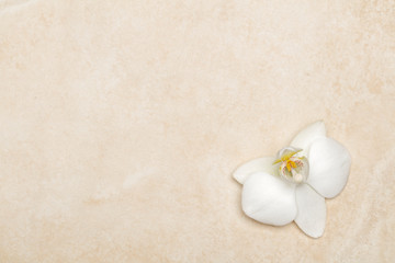Fototapeta na wymiar Background with orchid