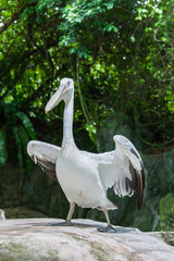 Pelicans in the  Zoo