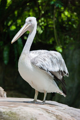 Pelicans in the  Zoo
