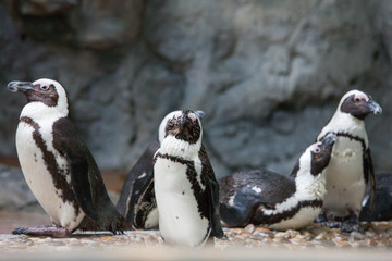 Fototapeta premium Penguins in the Zoo