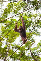 Naklejka premium Orangutans in the zoo