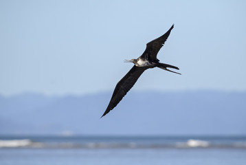 Magnificent Frigatebird - Fregata magnificens, beautiful large sea bird from New World, Costa Rica.