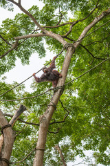 Orangutans in the zoo