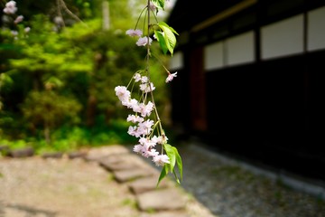 枝垂れる