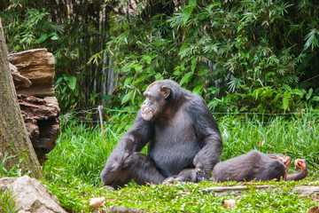 Chimpanzee at the Zoo