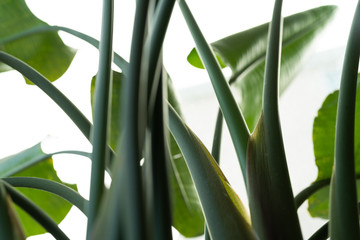 Fototapeta premium liść bananowca niski kąt widzenia, las tropikalny natura tekstura tło