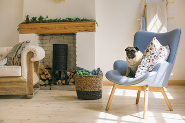 Dog pug is sitting on blue chair in light Scandinavian style interior with fireplace