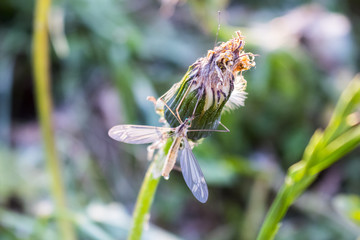 Net winged midge on german meadow