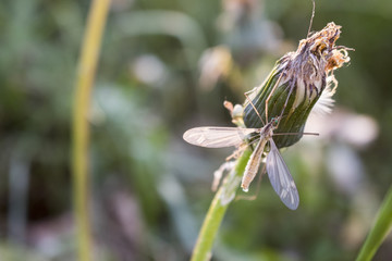 Net winged midge on german meadow