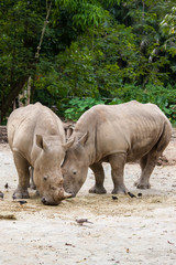 Rhinoceroses in the zoo