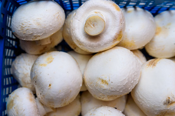 Fresh raw white champignons in blue tray