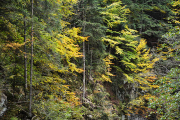 Beautiful forest in the Carpathians