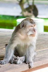 Monkeys on the island of Bali