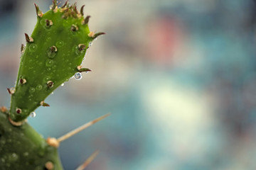cactus drops