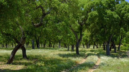 Naklejka premium View of cork trees within a shady glade outside the town of El Chaparrito, near the Parque natural de la Sierra de Grazalema, Andalucia, Spain